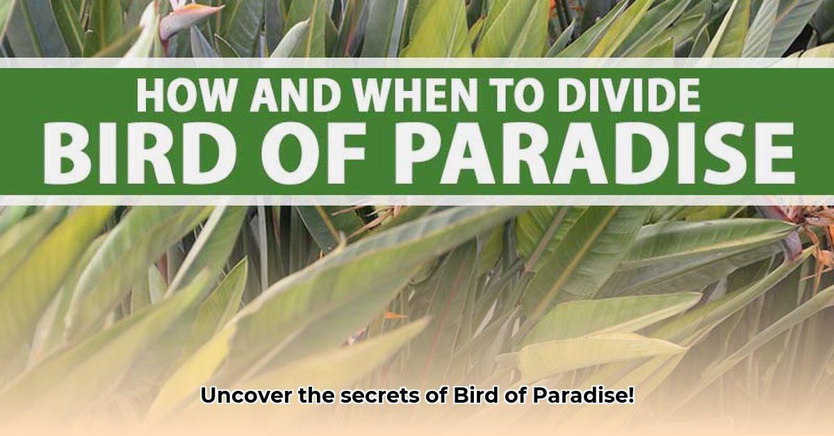 bird-of-paradise-plant-benefits